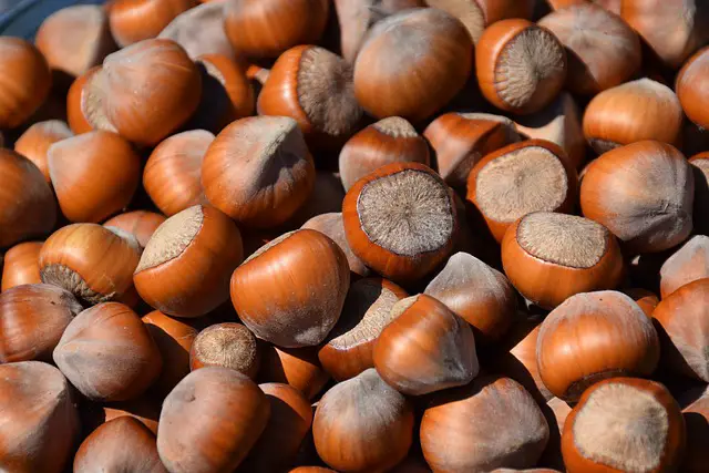 hazelnuts benefits for as a snack
