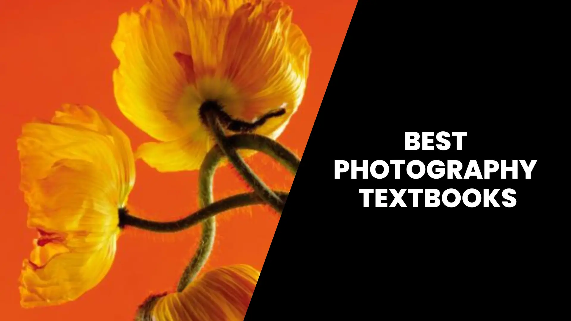 best photography textbooks for college and self education
